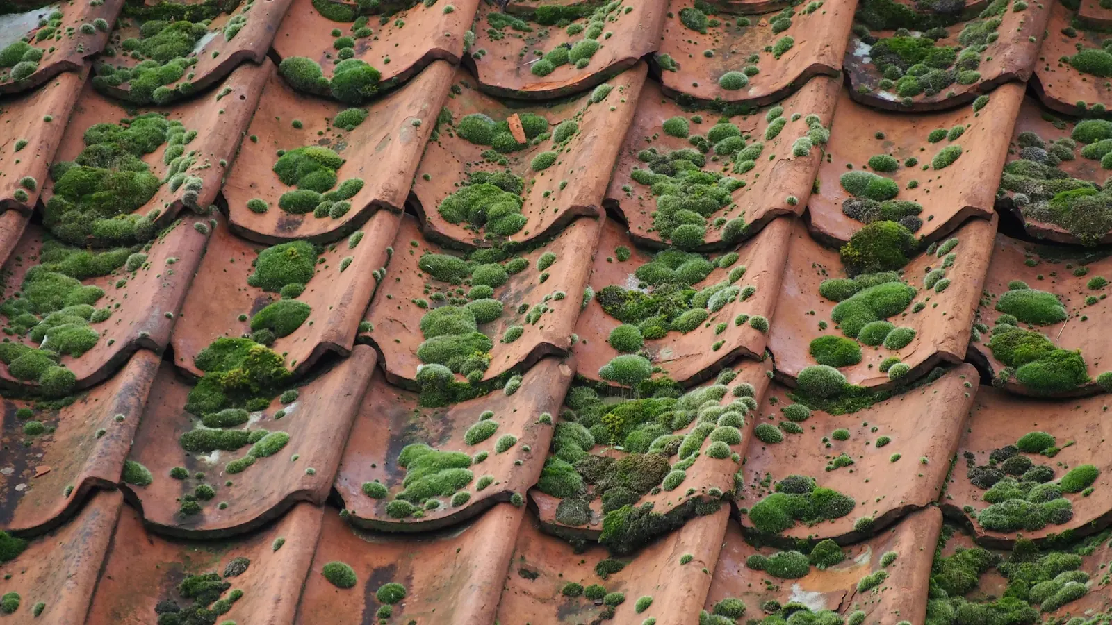 Avant : tuiles en terre cuite couvertes de mousse (photo d'illustration)